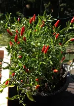 Bonsai Chili.webp