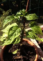 Rocoto Enomous.webp