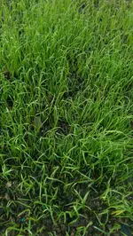 IMAG0495.webp
