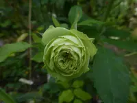 P1520091.webp