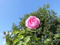 Bilda038.webp