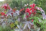 DSCF3148.jpg