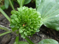 P1520441.webp