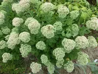 P1520025.webp