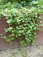 P1520412.webp