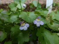 P1520414.webp