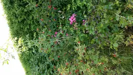 2015-09-09 08.47.22 - Kopie.webp
