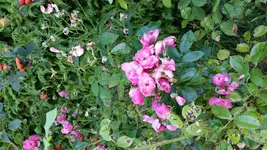 2015-09-09 08.47.30 - Kopie.jpg