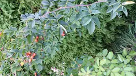 2015-09-09 08.47.36 - Kopie.webp