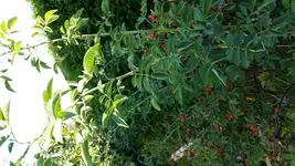2015-09-09 08.47.41 - Kopie.webp