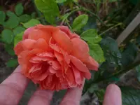 P1510874.webp