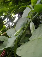 Knospen1.webp