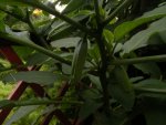 Knospen2.jpg