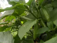 Knospen4.webp