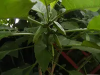 Knospen5.webp
