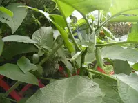 Knospen6.webp