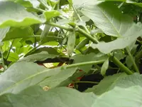 Knospen8.webp