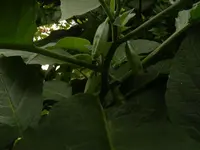 Knospen9.webp