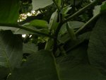 Knospen9.jpg