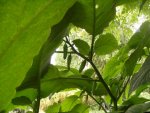 Knospen10.jpg