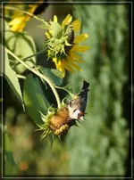 comp_DSC09820.webp