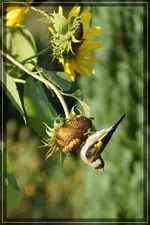 comp_DSC09824.webp