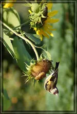 comp_DSC09830.webp