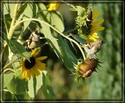 comp_DSC09833.webp