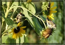 comp_DSC09834.webp