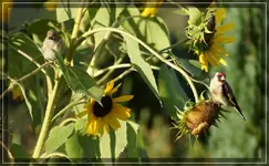 comp_DSC09844.webp