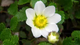 DSCN4584.webp