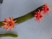 DSCF9030.webp