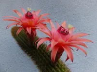 DSCF9035.webp