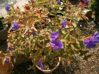 P9110335.webp