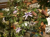 P9110337.webp