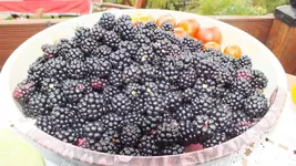 image2.webp