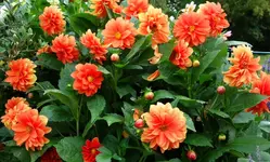 orange (13).webp