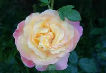 rsn2015 (25).webp