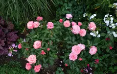 rsn2015 (23).webp