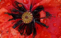red (48).webp