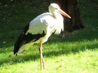 Bilda102.jpg