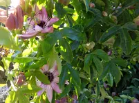 DSCF9049.webp