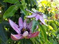 DSCF9052.webp