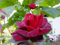 DSCF9060.webp
