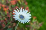 DSC_5706.jpg