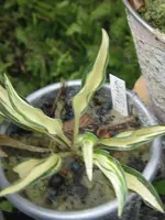 little jay_600x800.webp
