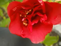 P9120344.webp
