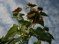 P9120350.webp