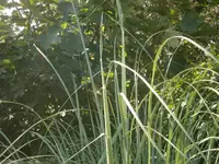 P9120351.webp