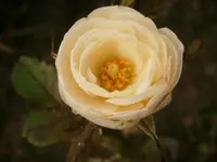 P9120356.webp